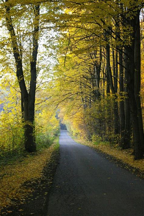 Forest autumn road stock image. Image of meadow, forward - 86337815