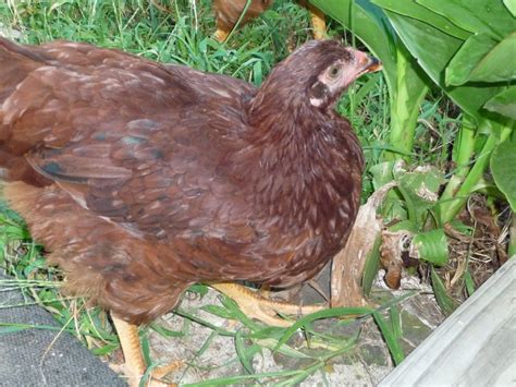 Chicken Breed Focus - Buckeye | BackYard Chickens - Learn How to Raise ...