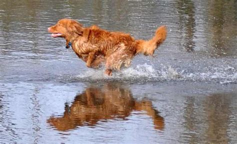 Water dog breeds list - these dogs love water - swimming dogs - K9RL