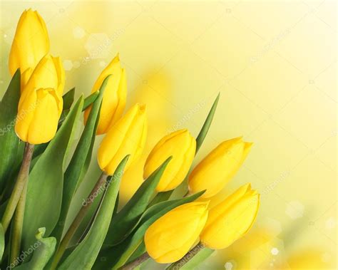 Spring Flowers. Beautiful Yellow Tulips Bouquet — Stock Photo © Guzel #69576053