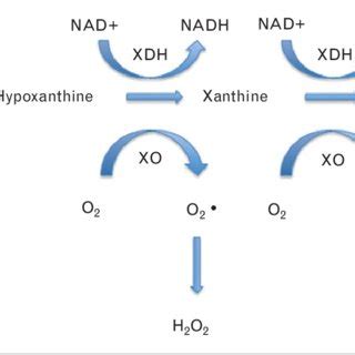 Mechanism of action of febuxostat | Download Scientific Diagram