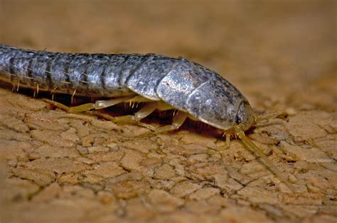 Silverfish in your rental: Responsibility and treatment - Rent.com.au