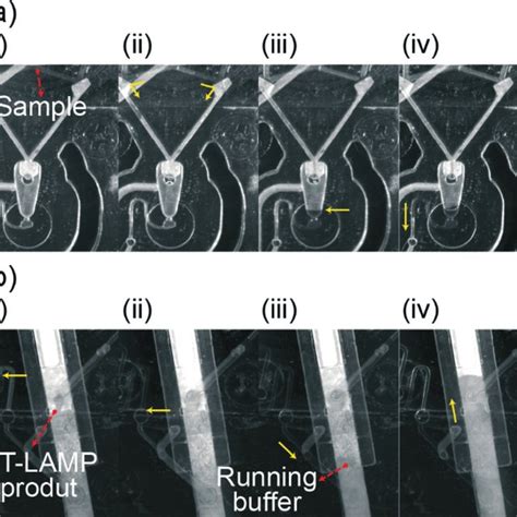 LOD test of the multiplex RT-LAMP reaction in the RT-LAMPICS... | Download Scientific Diagram