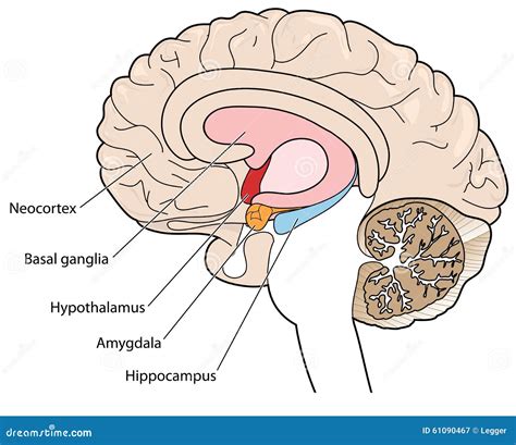 Cross Section Of Brain Showing The Basal Ganglia And Hypothalamus Stock Vector - Image: 61090467