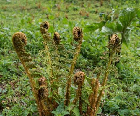 A type of edible fern which grows in wild is made in to a vegetable or ...