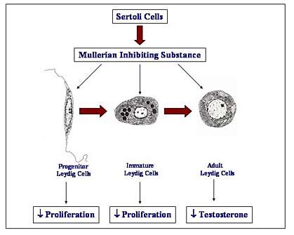 Leydig cell - Wikipedia