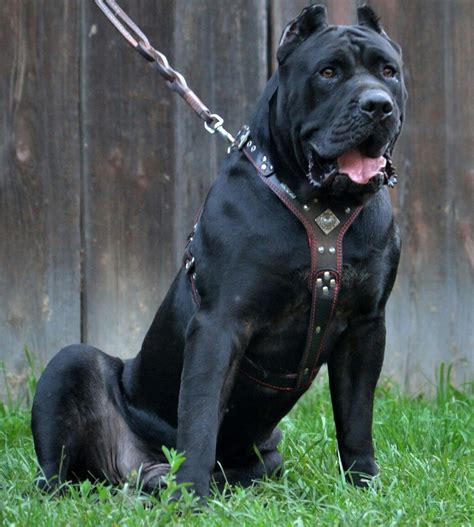 All black Presa Canari.Canary dog is often confused with Cane Corso, but it is a completely ...