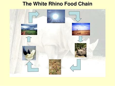 PPT - The White Rhino “On the Tip of Extinction” PowerPoint Presentation - ID:6791497