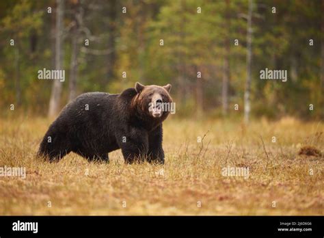 A brown bear growling while looking at the camera Stock Photo - Alamy