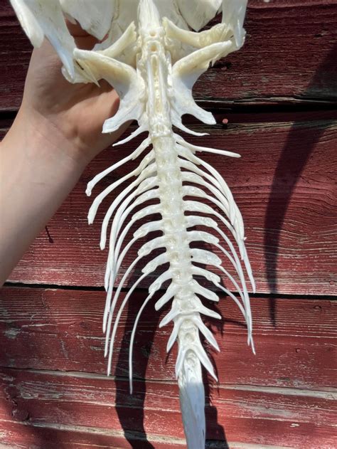 Channel Catfish Skeleton 21 Inches - Etsy