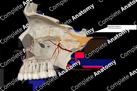 Maxillary Nerve | Complete Anatomy