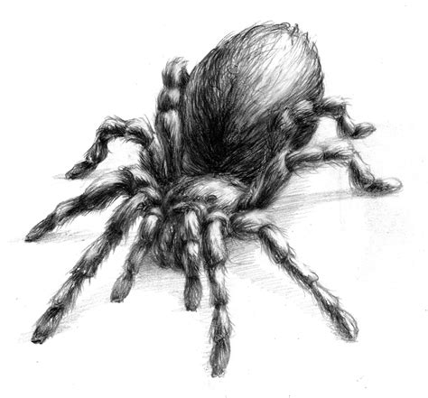 Magellin . Blog: Tarantula drawing