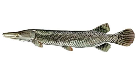 Florida Gar | Florida Native Freshwater Fish Available Throughout The US