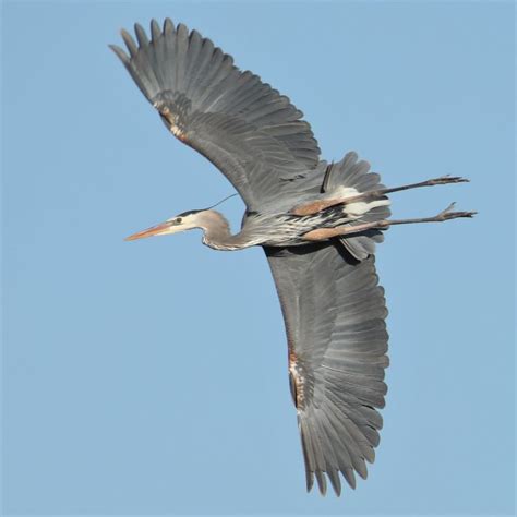 Great Blue Heron Flying Over - SkySpy Photos, Images, Video