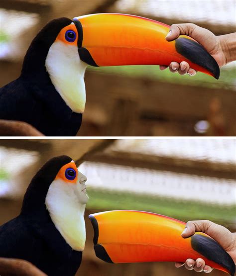 Toucan Beak [3874x4541] : r/MemeRestoration