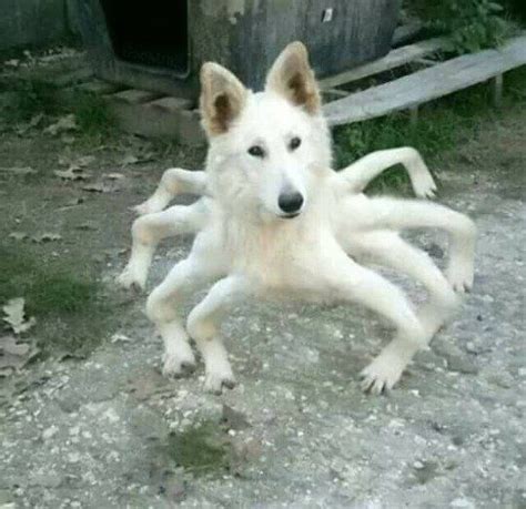 50 Strangely Disturbing Photos You'll Wish You Could Unsee | Foto di animali divertenti, Cose ...