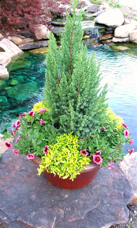 this is a good idea, anchor the evergreen and change out the seasonal ...