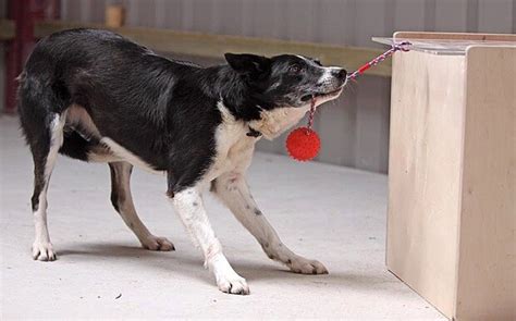 How clever is your dog? IQ tests reveal canine 'intelligence'