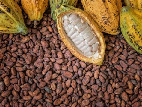 GCCP Commends Ghana Cocoa Board On Producer Price Increment For 2020/ ...