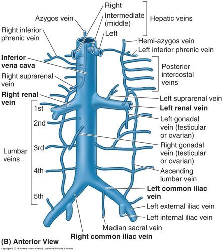 IVC Vascular 1 Flashcards | Quizlet