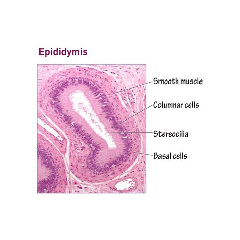 Histology Glossary: Histology - Epididymis | Draw It to Know It