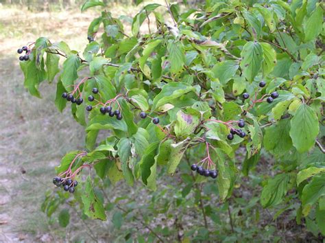 Cornus sanguinea L. | Plants of the World Online | Kew Science