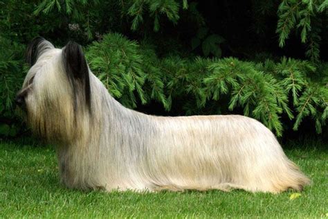 Skye Terrier Puppies For Sale & Puppy Breed Info | Skye terrier, Dog ...