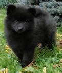 Grossspitz welpen - Giant German Spitz Black puppies for sale - pedigree FCI | Puppies for sale ...