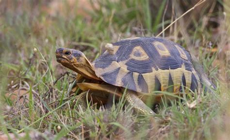 Bowsprit Tortoise | Tortoise, Tortoise turtle, Tortoises