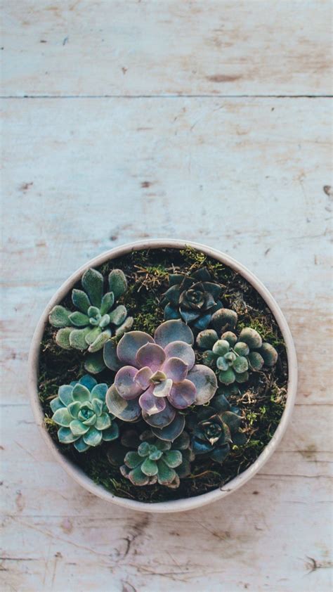 Succulent Phone Wallpapers - Wallpaper Cave