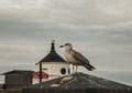 Free Stock Photo 8085 Rooftops of Whitby | freeimageslive