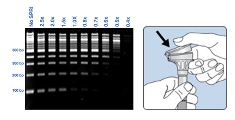 Extracting cell-free DNA from plasma - Enseqlopedia