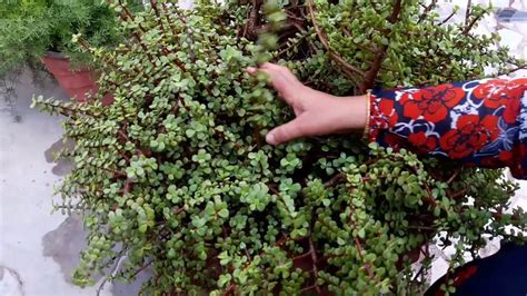 Jade plant care: How to care for the plant? - Alices Wonderland Nursery