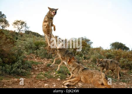 Iberian wolf pack jumping. Wolf park, Antequera, Malaga, Andalusia ...