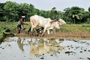 Organic farming drive in Kerala from November