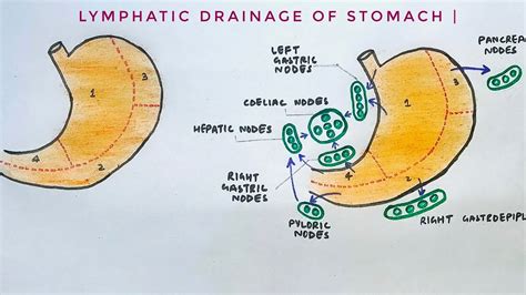 Lymphatic drainage of stomach | part 6 | med tutorials | - YouTube