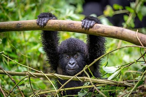 Virunga National Park, DRC - WorldAtlas