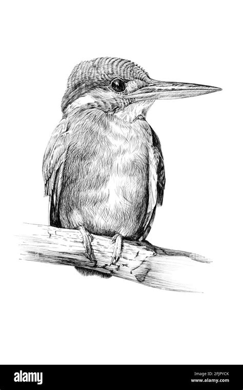 Hand drawn kingfisher, sketch graphics monochrome illustration on white background (originals ...