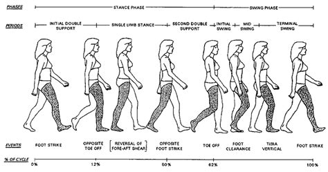 The gait cycle; reproduced from [72]. | Download Scientific Diagram