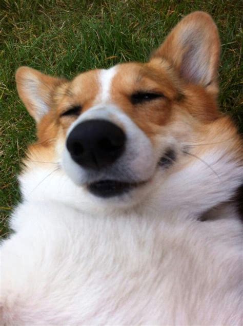 Smiling corgi | Corgi smile, Corgi, Animals