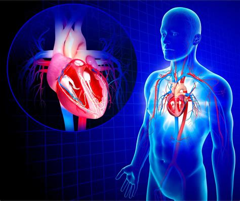 A New Target in the Fight Against Heart Disease