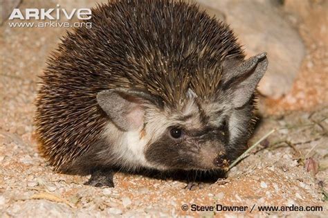 Desert hedgehog - Alchetron, The Free Social Encyclopedia