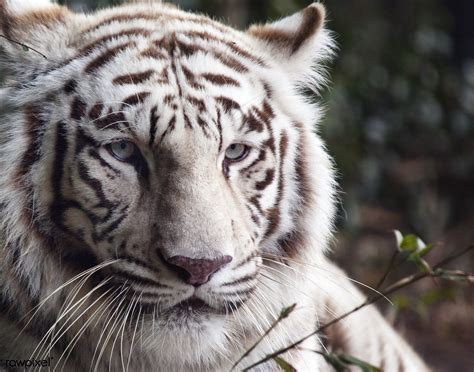 White Bengal tiger at the Montgomery Zoo, it was establish… | Flickr