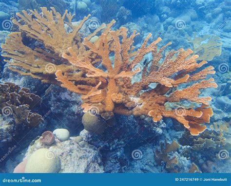 Corals are Marine Invertebrates within the Class Anthozoa of the Phylum ...