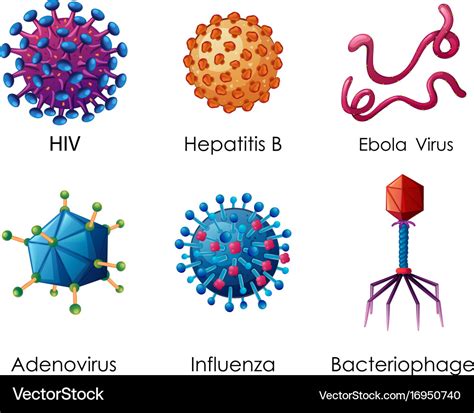 Virus Structure And Types