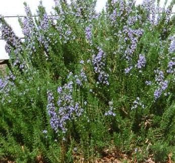 Rosemary Plant Benefits, Uses and Advantages