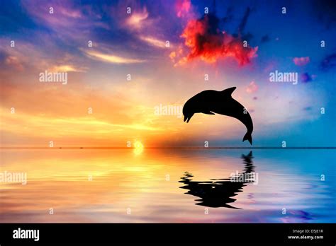 Beautiful calm ocean at sunset. Dolphin jumping silhouette Stock Photo - Alamy