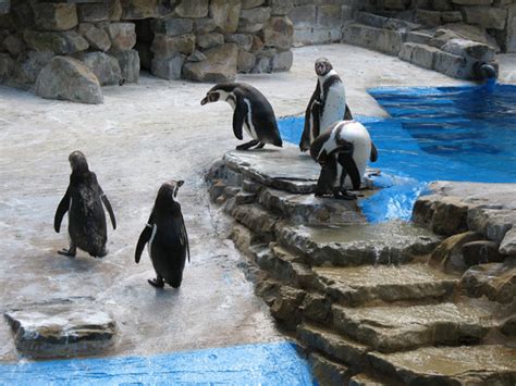 Group Of Penguins Free Stock Photo - Public Domain Pictures