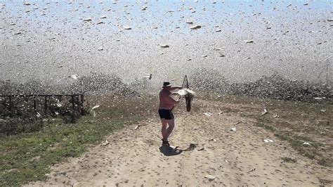 Swarms of locusts cover the sky in Russia - YouTube