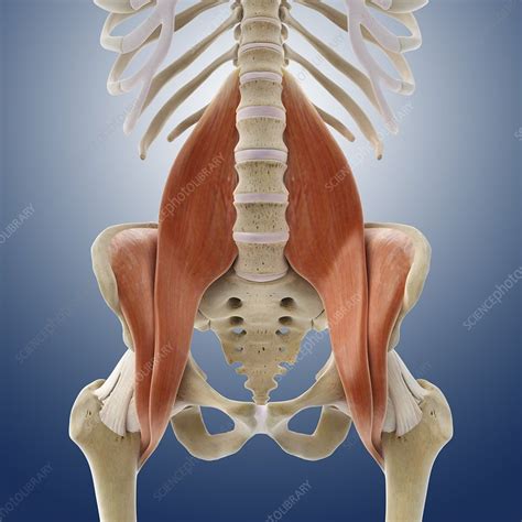 Iliopsoas muscles, artwork - Stock Image - C013/4425 - Science Photo Library